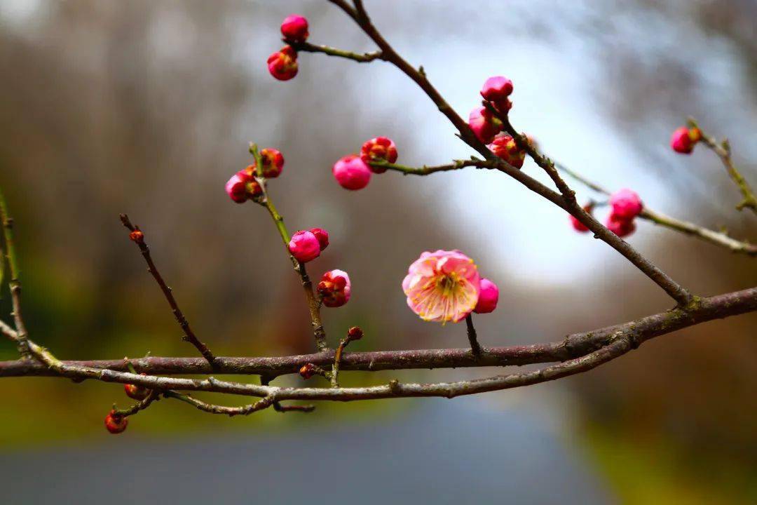 如果说梅花是春天的信使