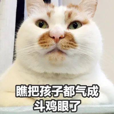 第68期喵表情 | "内有69只萌猫,谨慎进入!"_包字