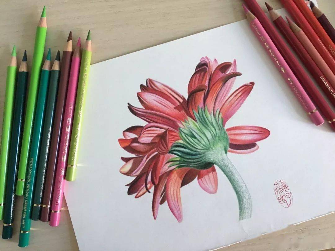 彩铅花卉教程 | 一个简单的花卉教程,小白也能画!