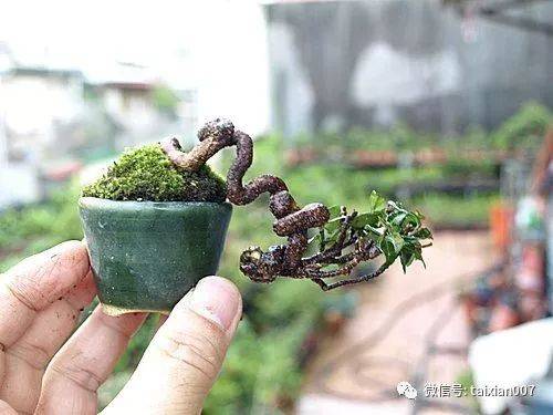 缩缅葛盆景
