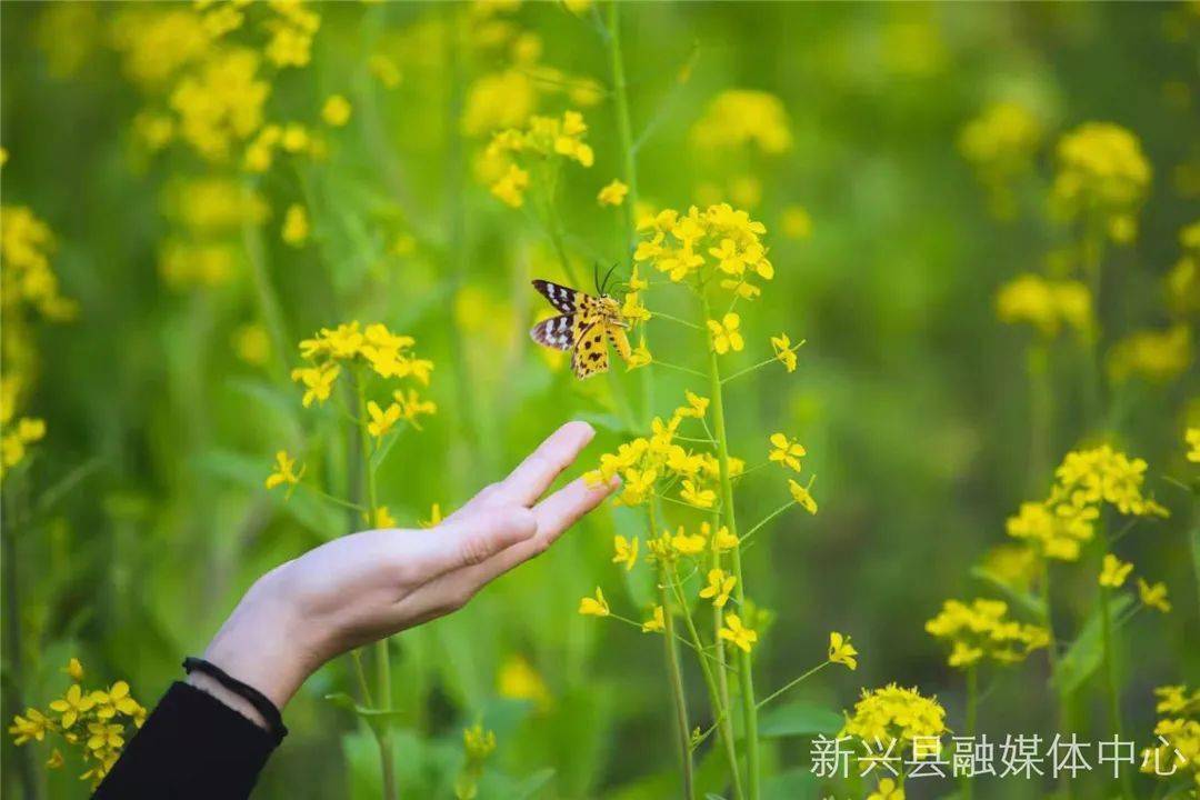 那一片油菜花 带着早春的气息,恣意挥洒 道道波浪在春风的抚摸下