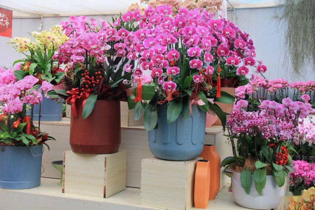 【年宵花】春节前推荐入手的8款年宵花卉,尽在夏溪花木市场