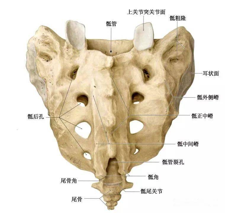 有些腰痛罪魁祸首是骶髂关节,详细解剖结构图文【干货