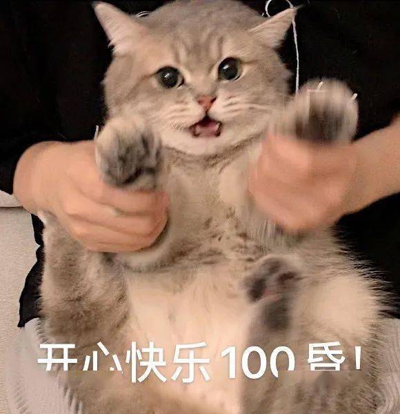 沙雕猫表情包猫咪熊仔沙雕表情包
