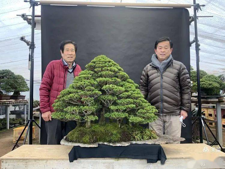 从2021年日本"国风展""选拔会探讨日本盆栽的时代走向