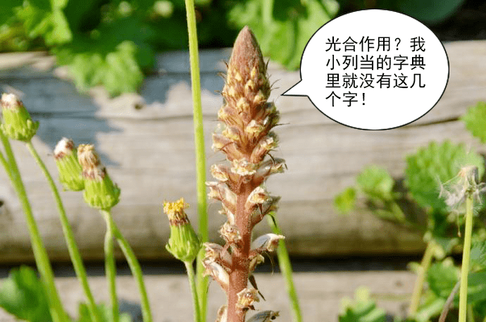 植物中也有吸血鬼