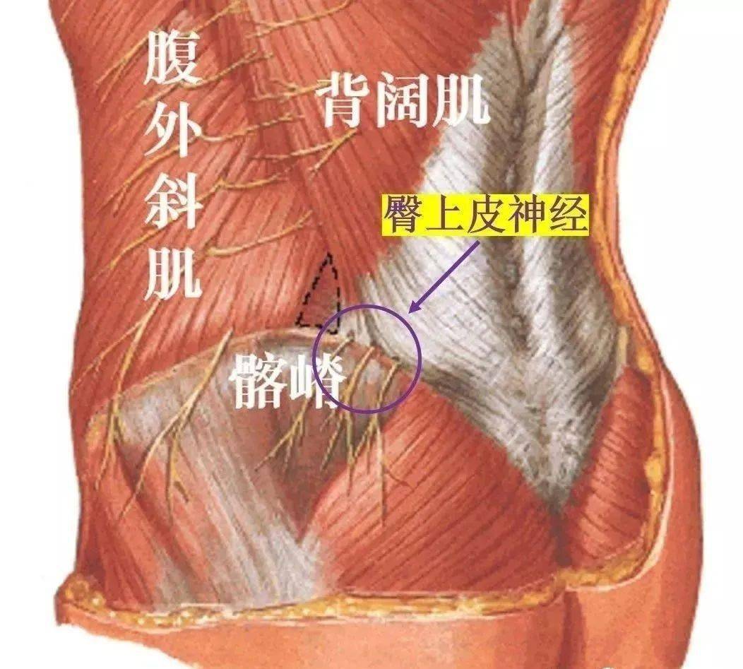 从筋膜的角度看腰痛—腰肌筋膜炎到底是怎么回事