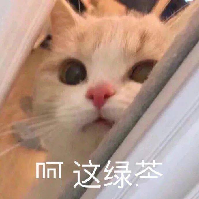 沙雕表情 | 呵 这绿茶_猫子