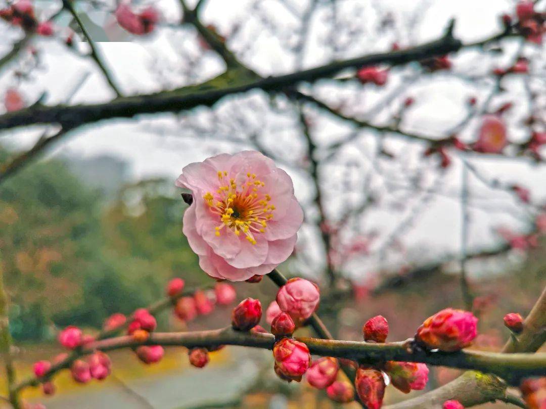 寒风不压真姿色,双梅共赏迎立春_梅花