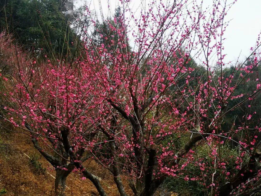 为红类(有骨里红,朱砂红1号,3号,5号等),粉类(有宫粉梅,美人梅,龙游梅