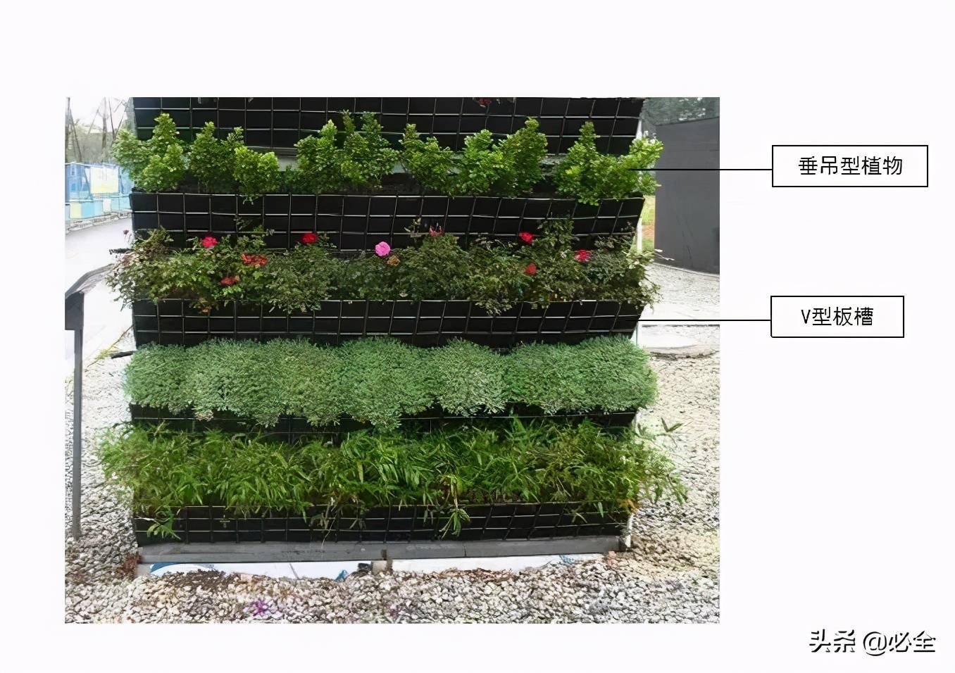 常见垂直绿化工艺介绍及攀缘植物介绍