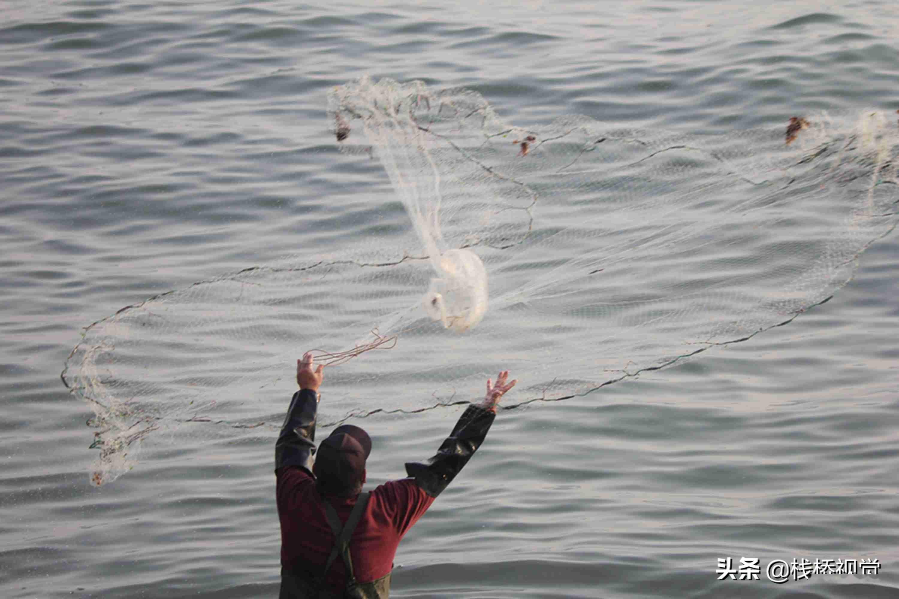 鱼鱼鱼好多鱼!青岛前海迎鱼汛,五四广场下海撒网捕鱼引围观