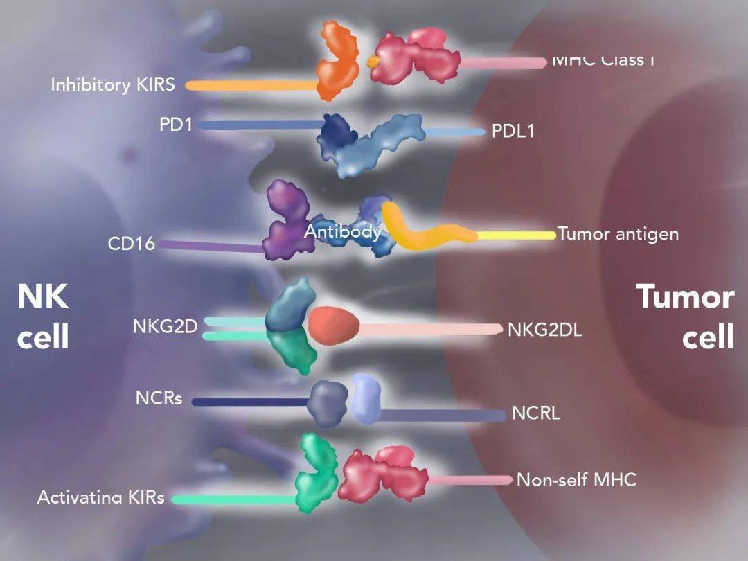 nk细胞受体与配体根据基因表型与数量,kirs分为两种单倍型(haplotype)