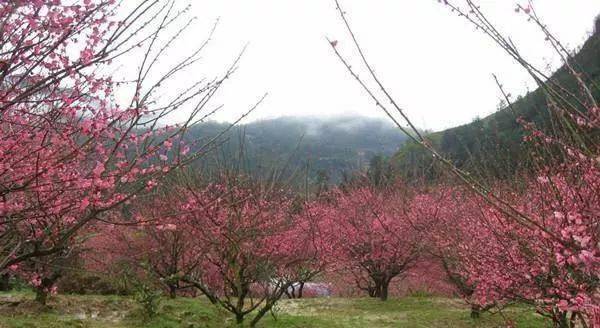 永嘉梅岙村的梅花经过数年的生长,成了温州真正的梅园.