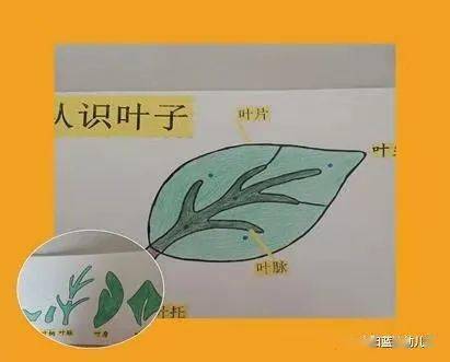 各种叶子形状名称