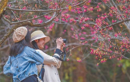 鲜花绽放 陪你过年_李花