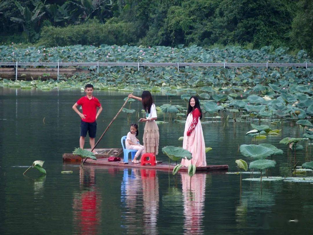 狮峰白鹭湖油菜花海周六对游客开放