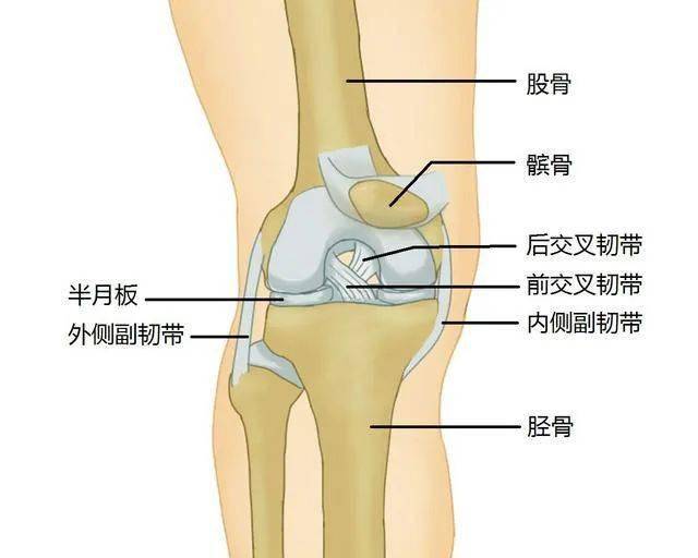 高分子聚乙烯等材料,根据人体膝关节的形态,构造及功能制成人工膝关节