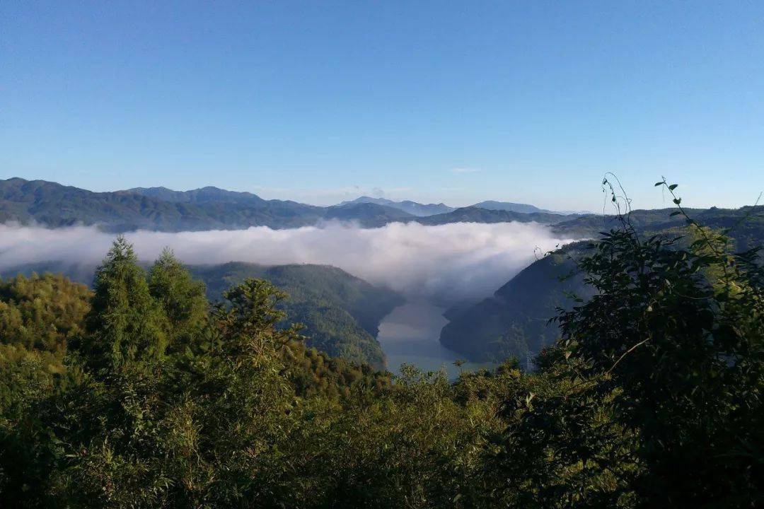 福鼎白茶产区介绍磻溪大洋山