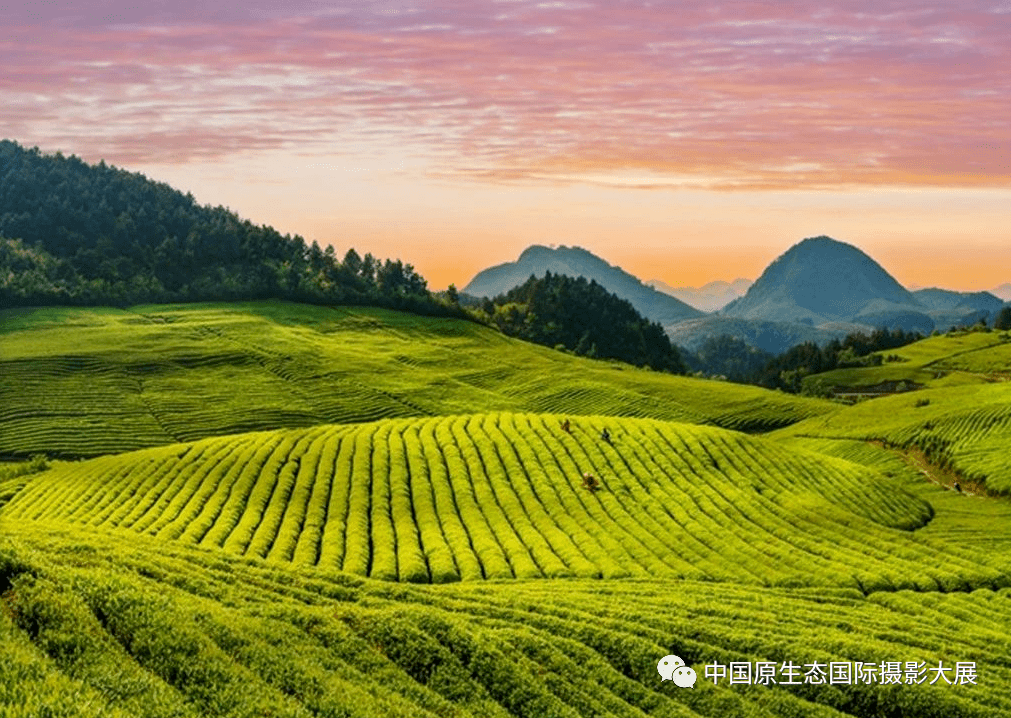 遇见贵州茶山铜仁不止有梵净山还有茶