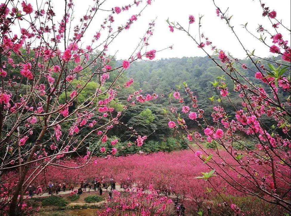 特价298元【2月6-7号】江门千亩油菜花海 桃花源 葵树林 彩虹村 圭峰