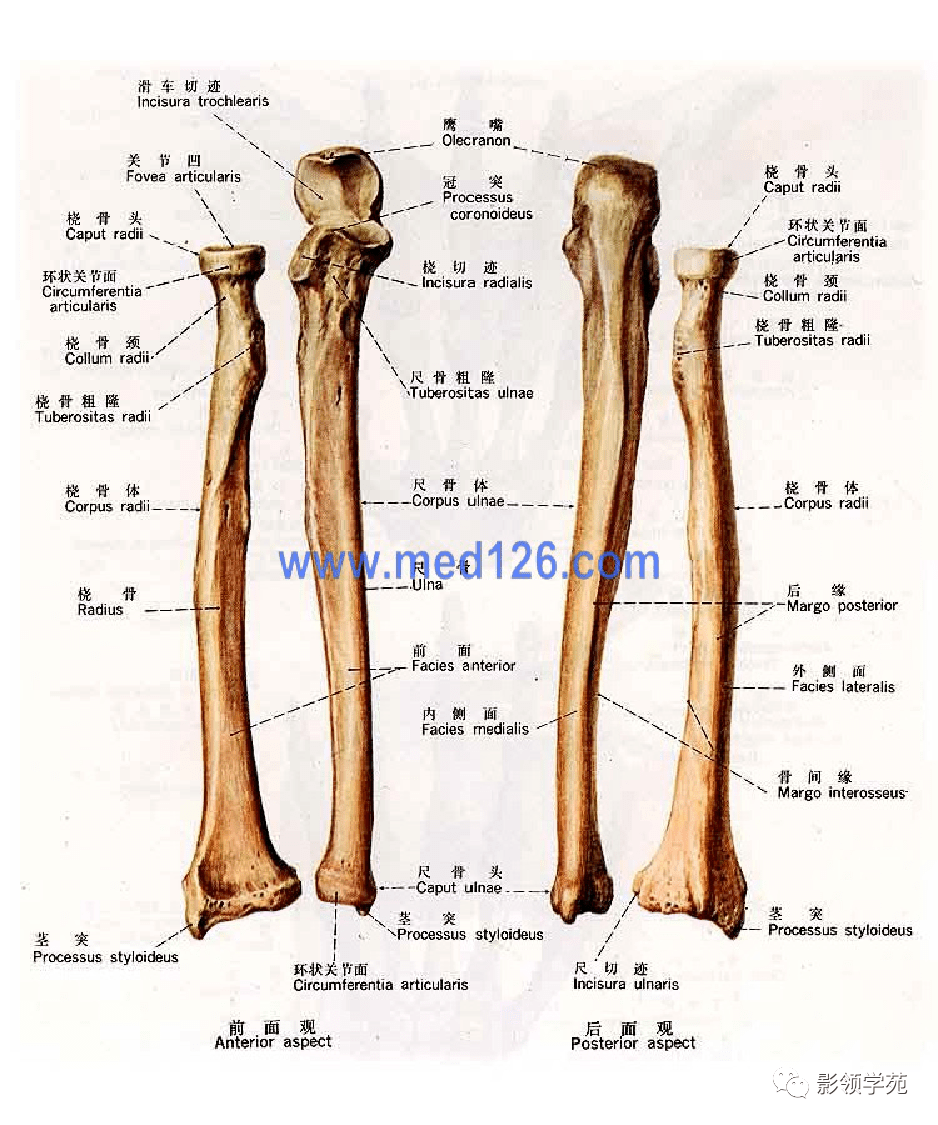 桡骨与尺骨借桡尺近侧关节,桡尺远侧关节和前臂骨间膜相连结.