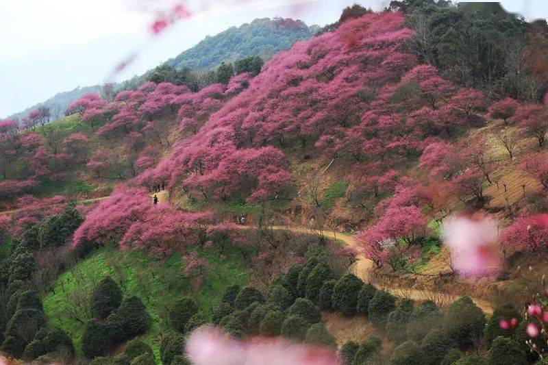 送你一朵小梅花,抖音网红梅花谷赏梅,红遍山野!