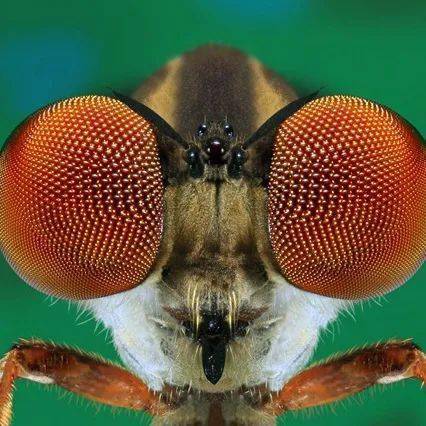 好奇圆滚滚的蜜蜂为何把窝造成正六边形的