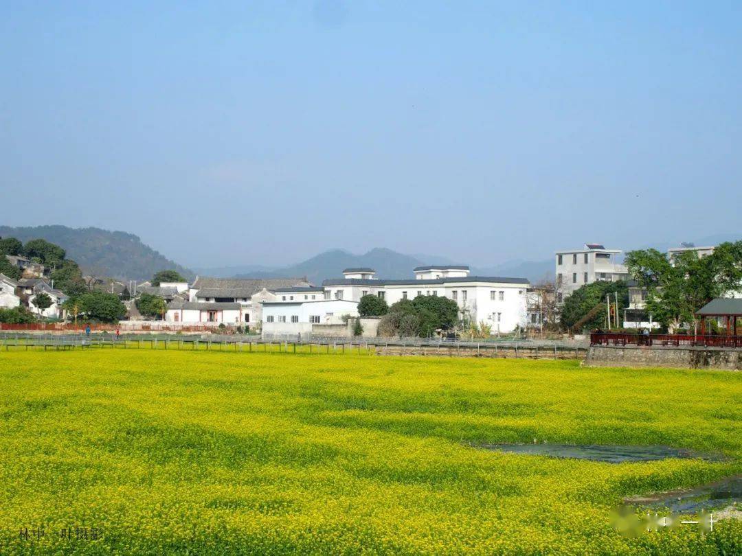 狮峰白鹭湖油菜花海周六对游客开放