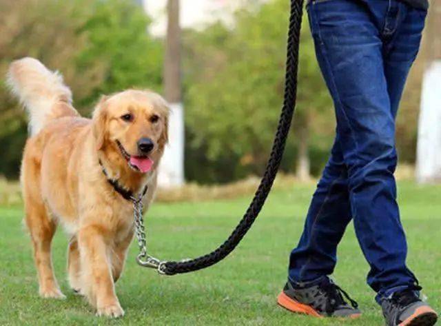最后友情提示,不仅被狗咬了要打狂犬病疫苗,被老鼠咬了,被猫抓了也要