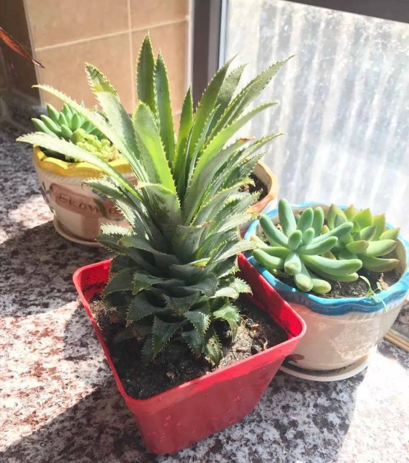 芒果盆栽