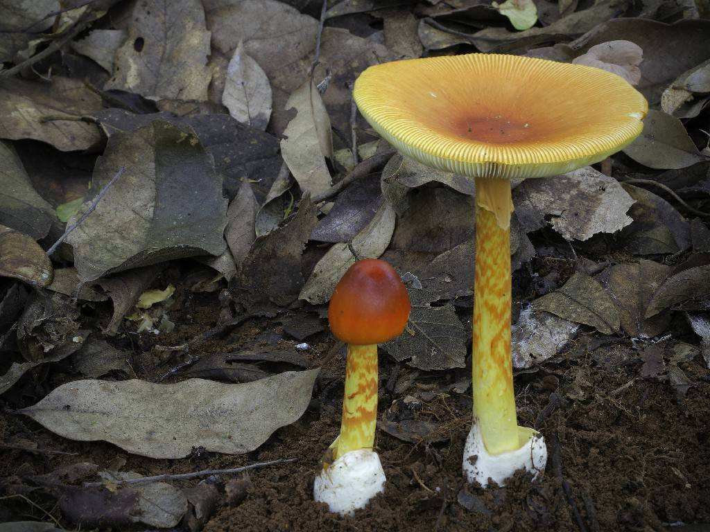 全球野生食用蘑菇科学清单发布,可食用蘑菇共2189种