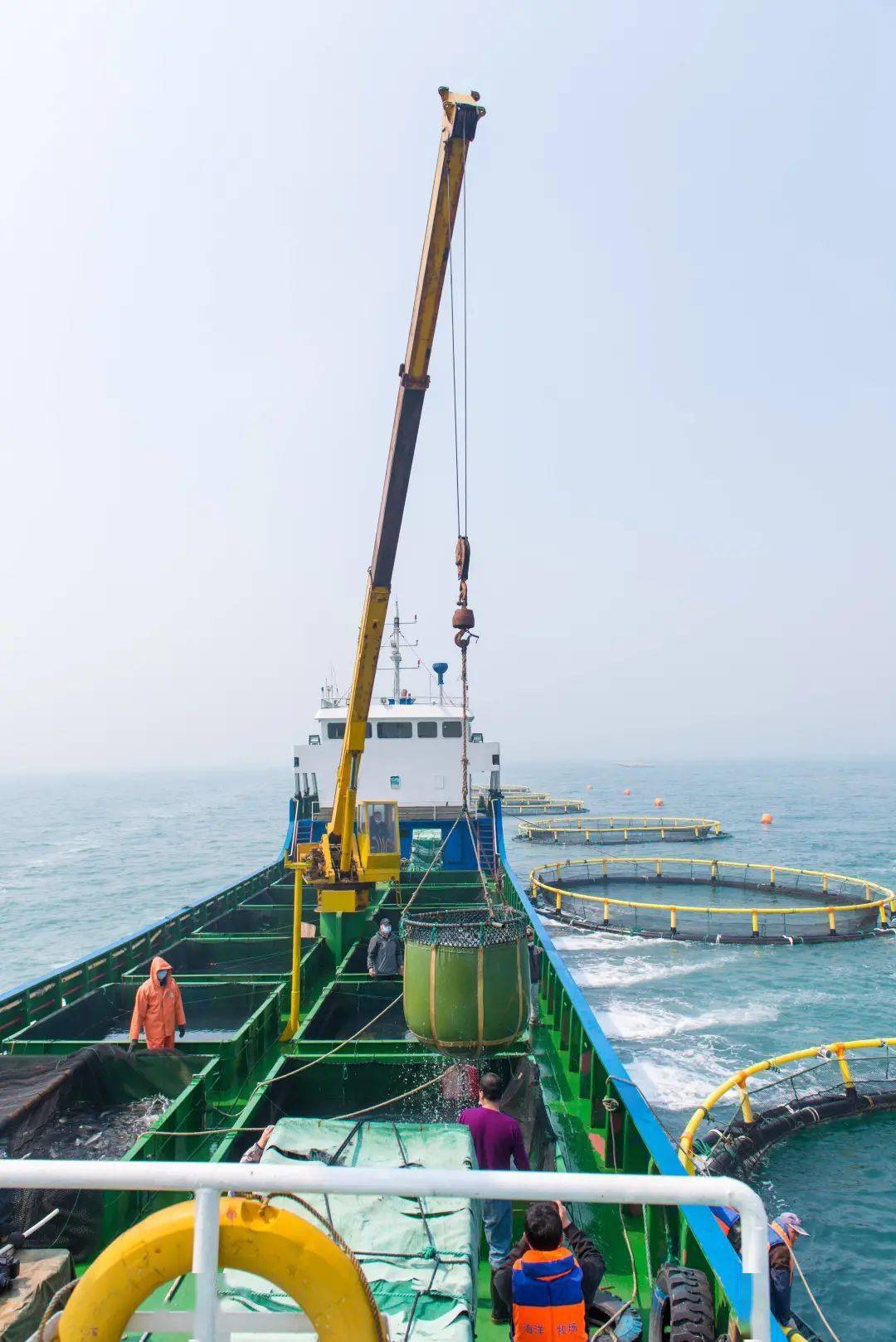 新区两处海洋牧场入选第六批国家级海洋牧场示范区
