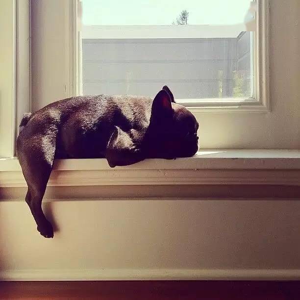 萌犬| 家有法国斗牛犬是一种怎样的心情?_欧那