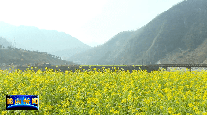 陇南:油菜花开春意浓_文县