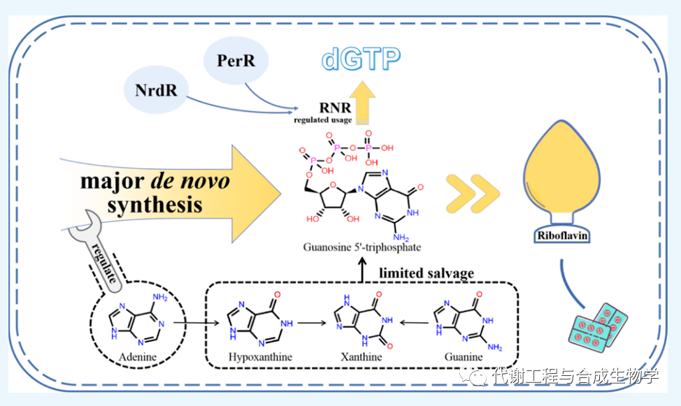 嘌呤代谢合成网络中脱氧核糖核苷的合成(核糖核苷二磷酸还原酶途径)与