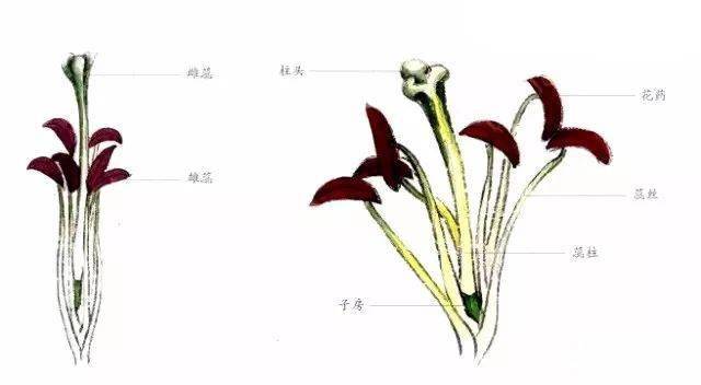 草绿色罩染子房,不同颜色的百合花花药颜色会有相应的变化,画时多注意