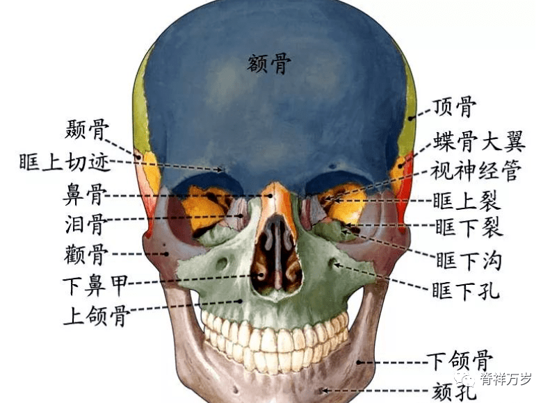 骨化未完成,缝间膜闭叫颅囟颅底内面观1前窝中央是筛板,筛孔通鼻嗅丝