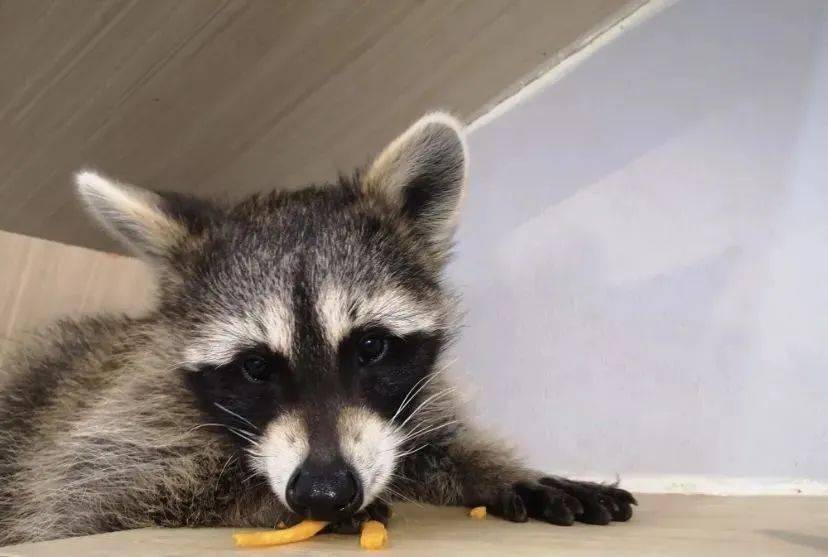 二次元走出来的偶像——龙猫大概是在宫崎骏漫画待腻了出来看看三次元