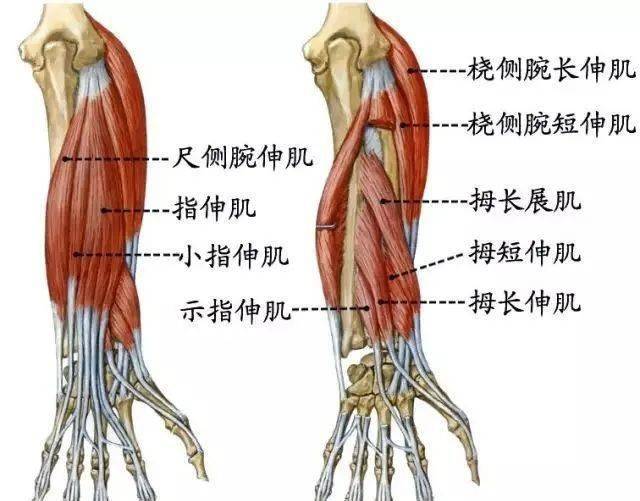 旋前方,前臂旋前不要忘; 前臂屈肌九块整,作用牢牢记心上; 伸肌桡侧腕