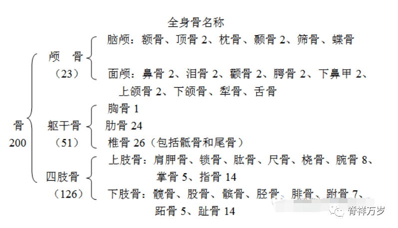 还有六块听小骨,藏在中耳鼓室里四肢一百二十六,全身骨头基本齐脑面