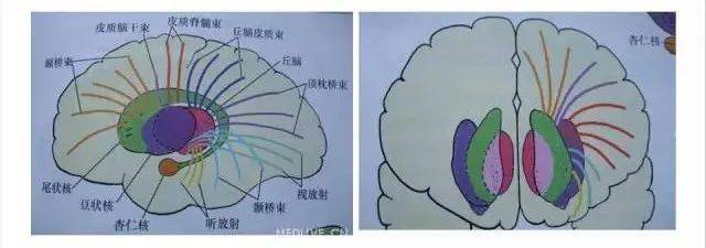 区域(层面上不出现侧脑室,而放射冠是指两侧侧脑室周围的脑白质层面