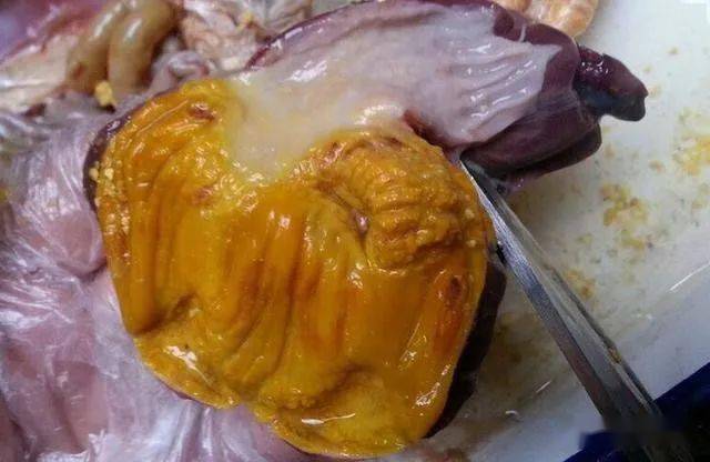 鸡腺肌胃炎就是流氓偷走了你多少利润你可知如何才能根治