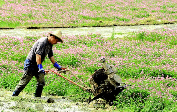 竹山农户在绿肥示范种植基地犁田压青