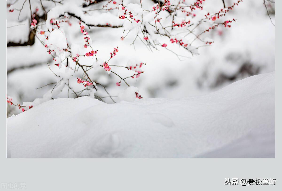 梅须逊雪三分白雪却输梅一段香