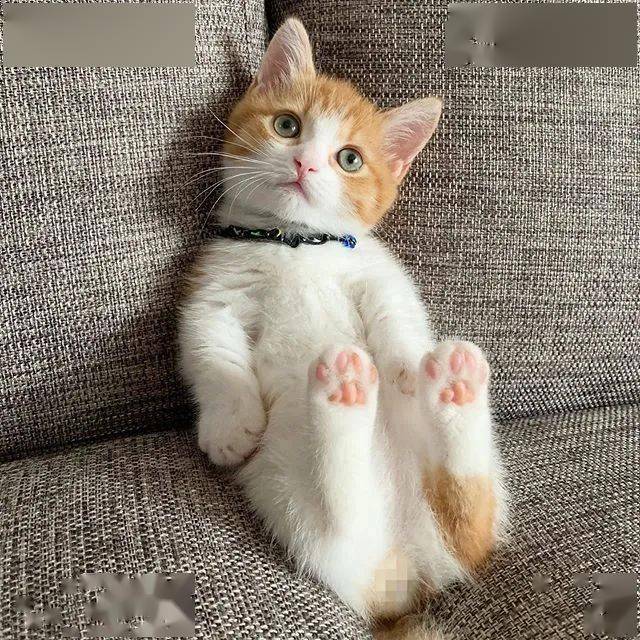 日本这只小奶猫火了睡姿奇特引百万网友围观