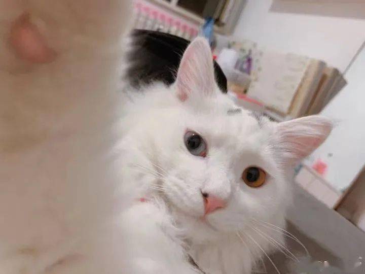 除了大网红自拍达猫manny,  隐藏在民间的自拍大神也不在少数,哪怕是