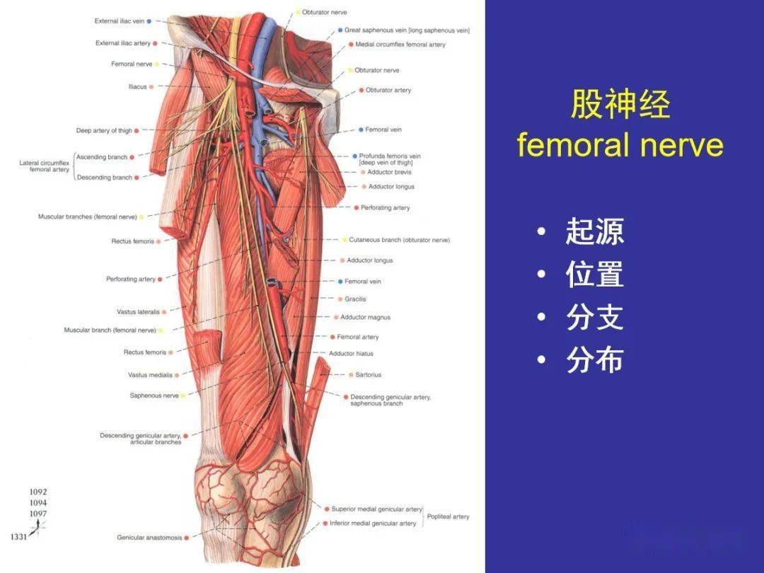 腿部局部解剖