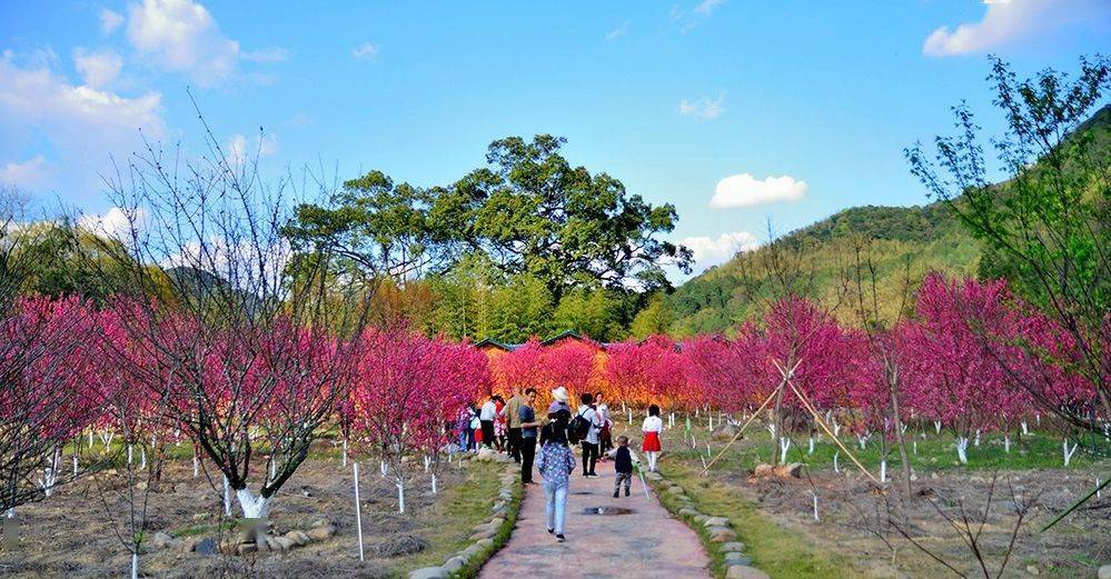 【春暖花开】赏花,赏灯…打卡网红梦幻地,这个春节桃花岛给你最绚丽的