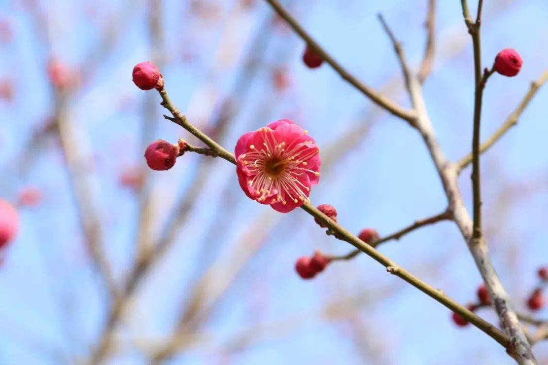 梅花初盛开 笑靥迎春来_公园